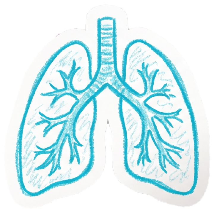 Pulmones